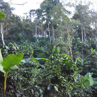 画像3: 【焙煎日3月1日】タイCOE2024第1位コーヒー・デ・モン・バイオ農園　100g