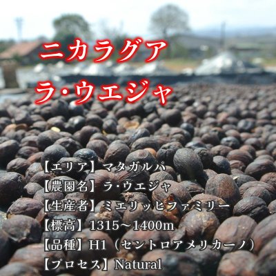 画像2: ニカラグア・ラ・ウエジャ農園　H1　ナチュラル　中煎り　(500g)