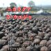 画像2: ニカラグア・ラ・ウエジャ農園　H1　ナチュラル　中煎り　(500g) (2)